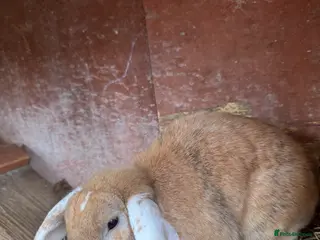 Mixed Breed rabbits New home needed - Advert 10