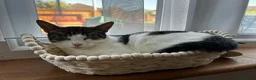 Mixed Breed cats for sale: 🐾 2 Beautiful Male Kittens Ready for Homes 🐾 in Ipswich - Advert 7