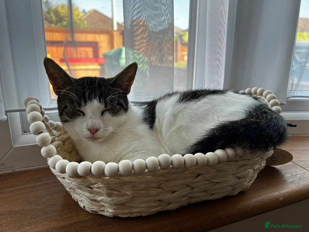 Mixed Breed cats for sale: 🐾 2 Beautiful Male Kittens Ready for Homes 🐾 in Ipswich - Advert 7