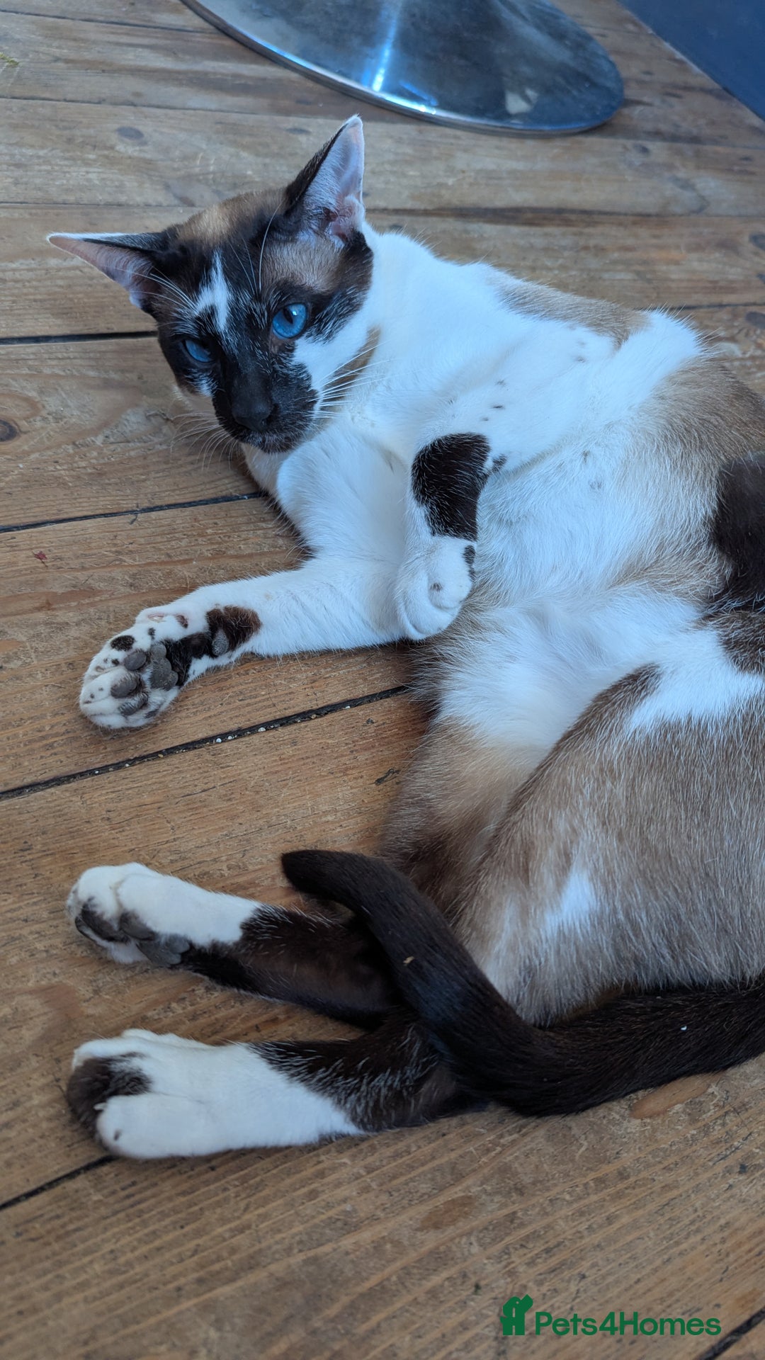 Oriental cats for sale: Blue Eyed Millie 3yr Old Oriental Shorthair Girl - Advert 17