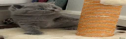 British Shorthair cats for sale: 🏆Exceptional GCCF Registered BSH Kittens🏆 - Advert 11