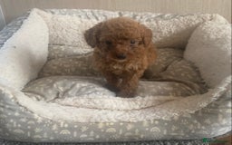 Cockapoo dogs for sale: F1B Red Cockapoo Puppies Available Now - Image 10