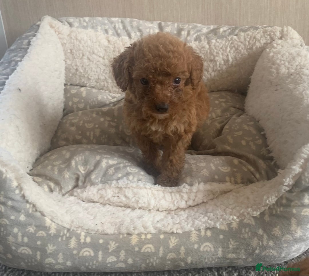 Cockapoo dogs for sale: F1B Red Cockapoo Puppies Available Now - Image 10