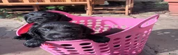 Cocker Spaniel dogs for sale: Working Cocker Spaniel Puppies boys and girls - Advert 6