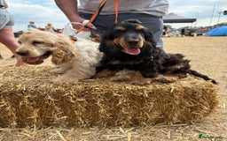 Cocker Spaniel dogs for sale: Cocker spaniel show type  - Image 4