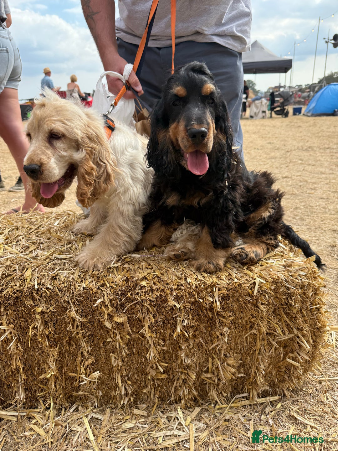 Cocker Spaniel dogs for sale: Cocker spaniel show type  - Image 4