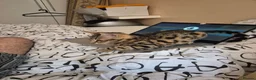 Mixed Breed cats for sale: Cute tabby kitten - Advert 5