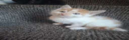 Mixed Breed cats for sale: Kitten  - Advert 9