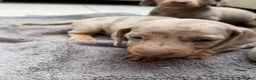 Dachshund dogs for sale: Miniature Dachshund - Advert 18