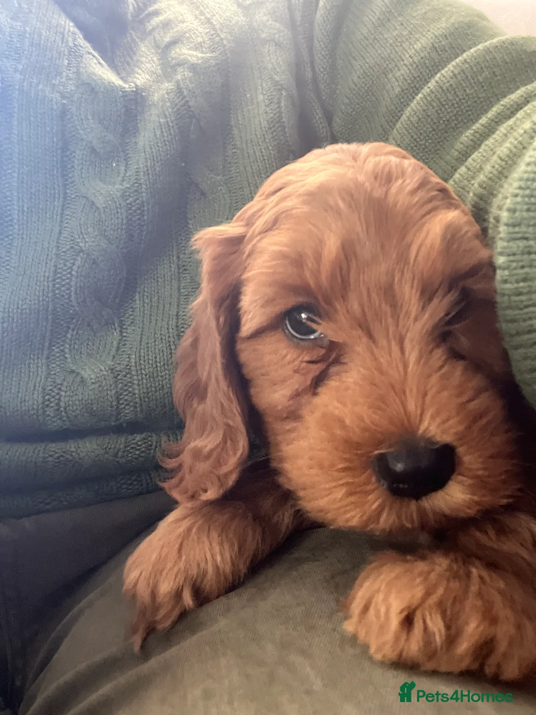 Australian Labradoodle dogs for sale: Meet Lettuce  - Advert 4