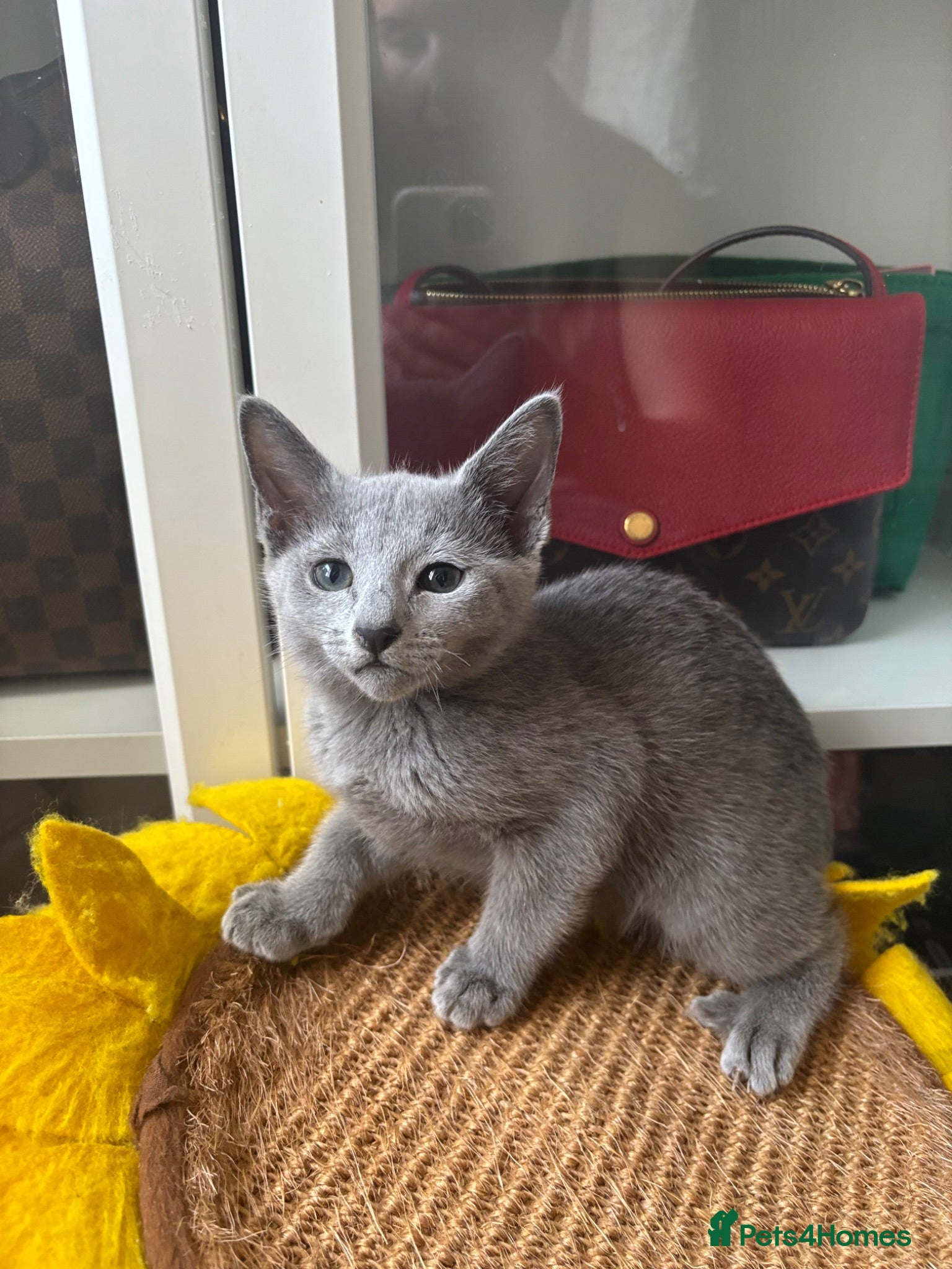 Russian Blue cats PURE PEDIGREE RUSSIAN BLUE KITTENS  - Advert 1