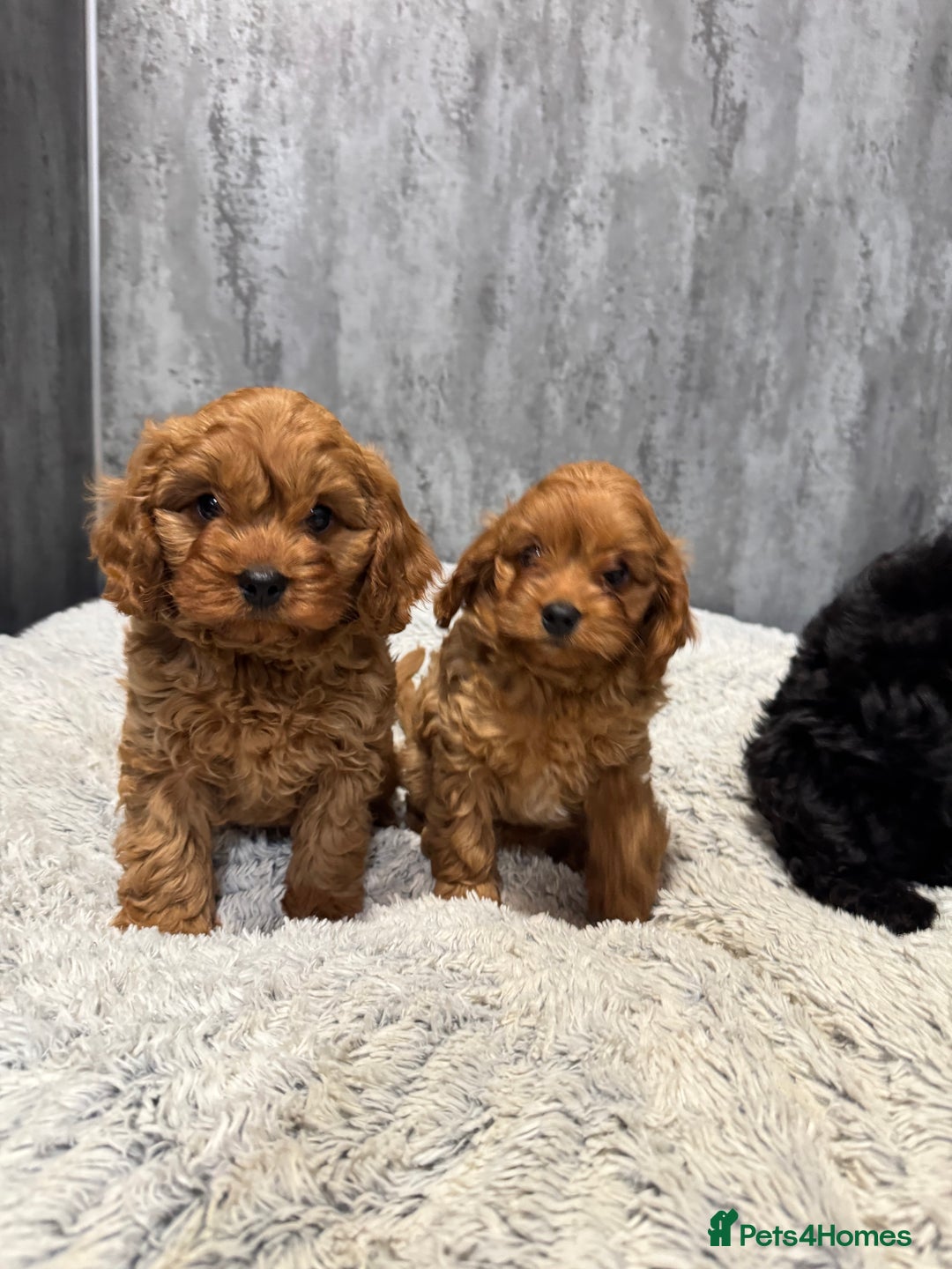 Cavapoo dogs for sale: F1 DNA tested Cavapoo puppies - Advert 11