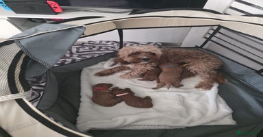 Cavapoo dogs - Advert 4