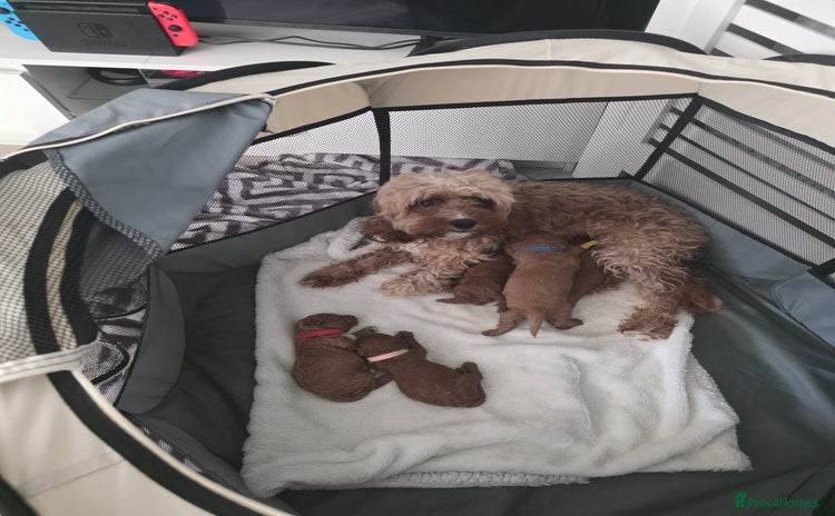 Cavapoo dogs - Advert 1