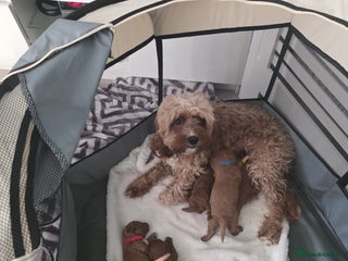 Cavapoo dogs - Advert 12