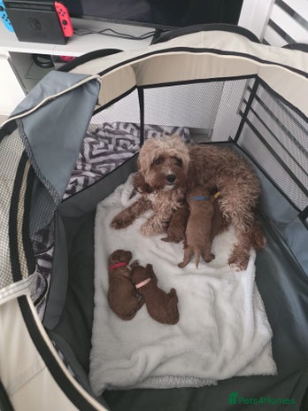 Cavapoo dogs - Advert 2