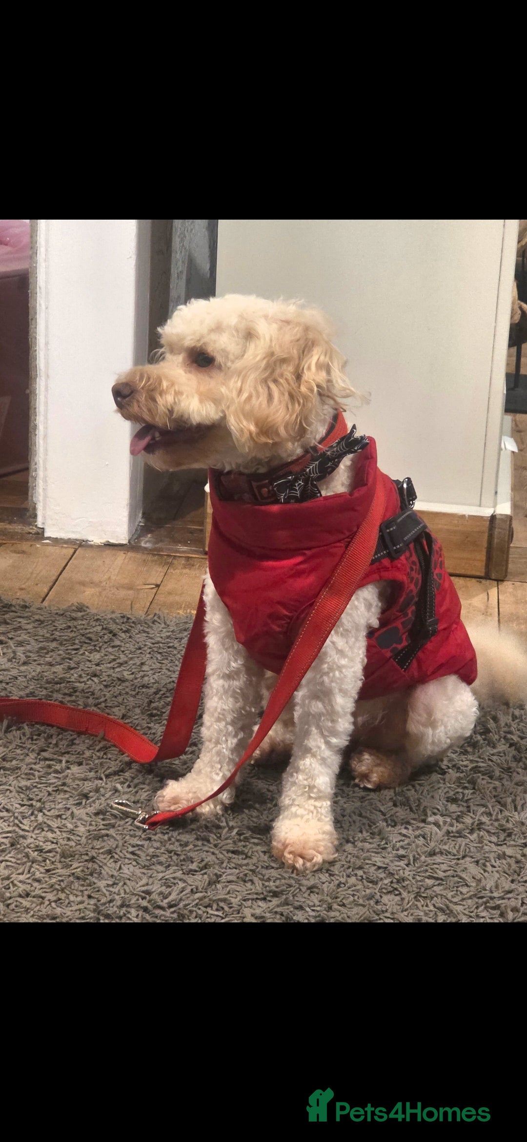 Cockapoo dogs for stud: Beautiful Natured & Coloured Cockerpoo For Stud  - Advert 2