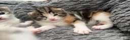 Mixed Breed cats for sale: 5 beautiful kittens looking for a forever home❤️ - Advert 20
