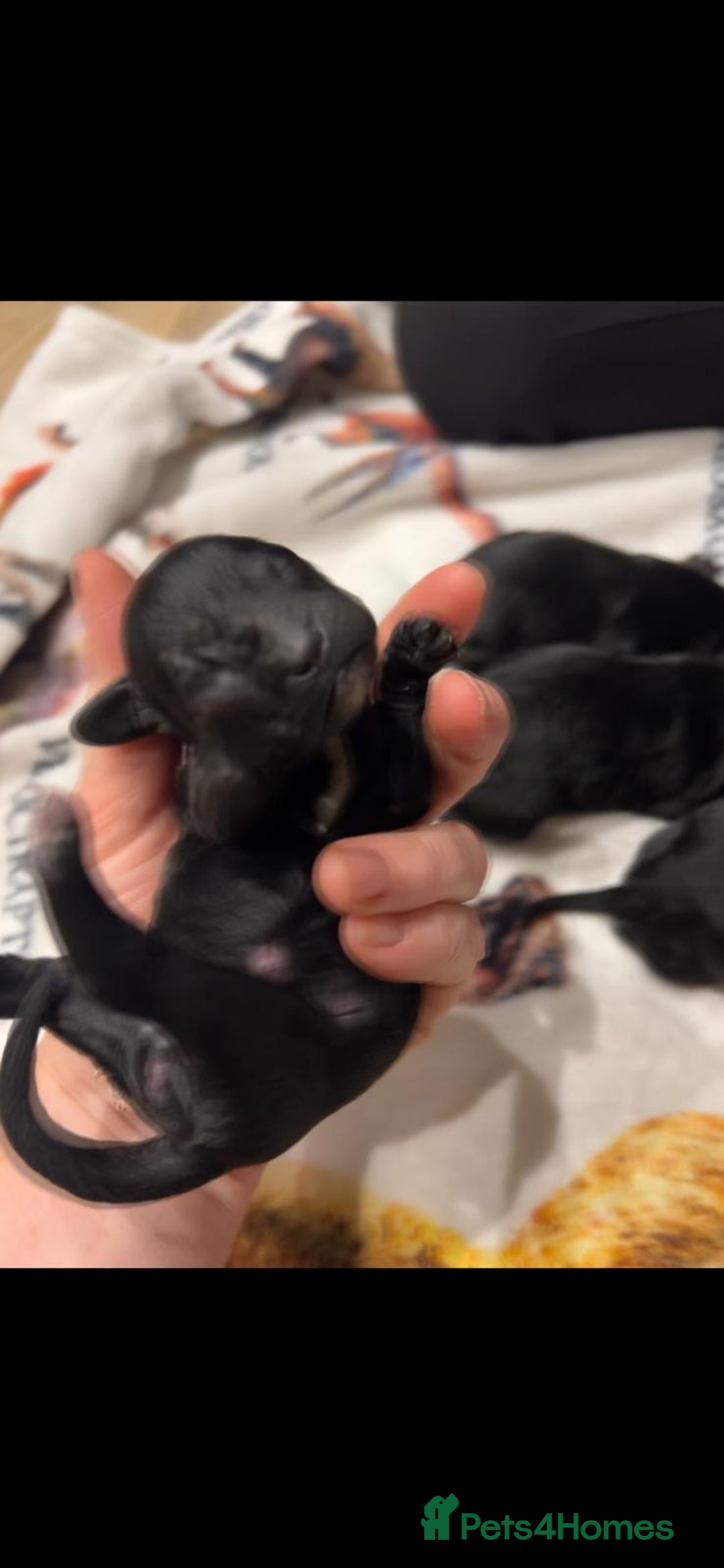 Cockapoo dogs for sale: Cockapoo puppies - Advert 10