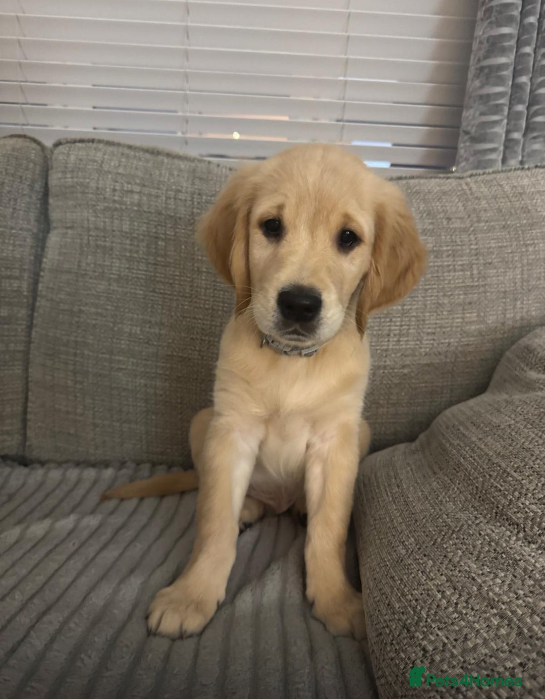 Golden Retriever dogs for sale: Golden retriever  - Advert 34