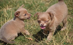 Chihuahua dogs for sale: One of a kind ChiPin Puppies - Image 12
