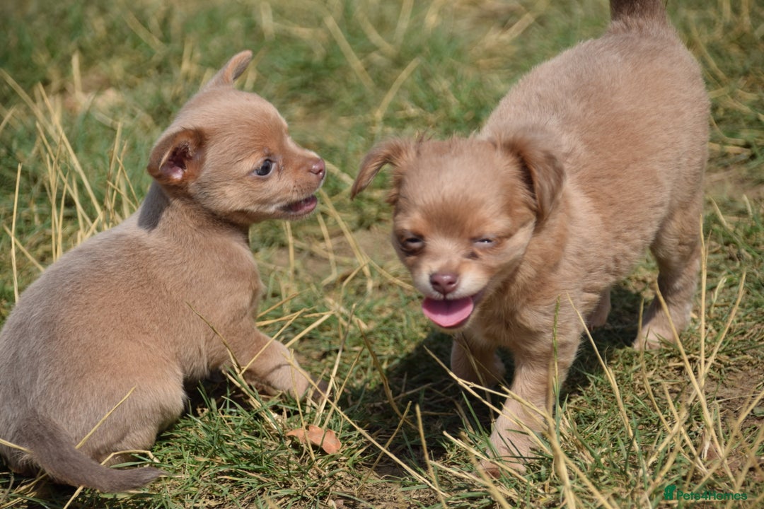 Chihuahua dogs for sale: One of a kind ChiPin Puppies - Image 12