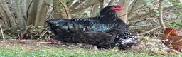 Chickens poultry for sale: Black Orpington cockerel  - Advert 1