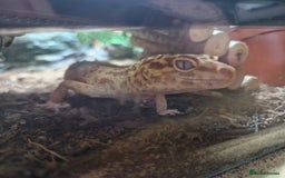 Leopard Gecko reptiles for sale: Female leopard gecko and double set up - Image 9