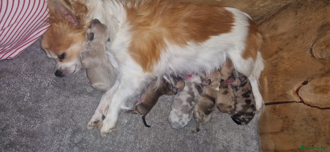 Chihuahua dogs for sale: Beautiful litter of 6 full chihuahuas  - Image 15
