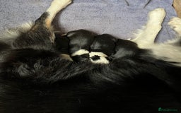 Border Collie dogs for sale: Beautiful Tri-colour border collies - Image 19