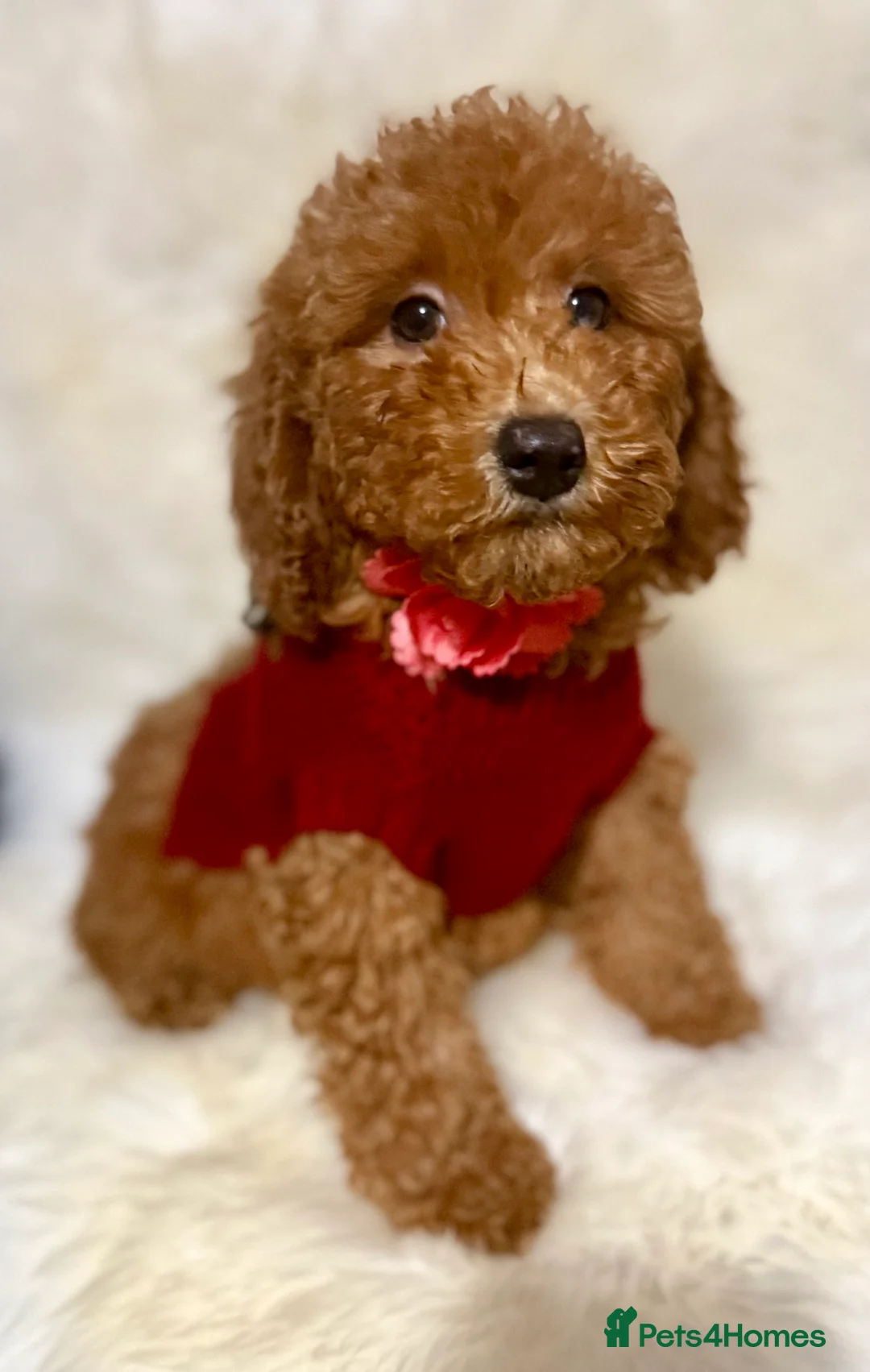 Cavapoo dogs for sale: STUNNING F1B CAVAPOO PUPPIES READY TO LEAVE!  - Advert 4