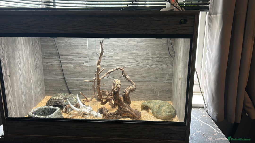 Python Snake reptiles for sale: 3x snakes with vivs complete set up - Image 4