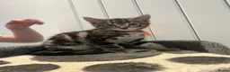 Mixed Breed cats for sale: 3 Boy Kittens British Mixed - Advert 6