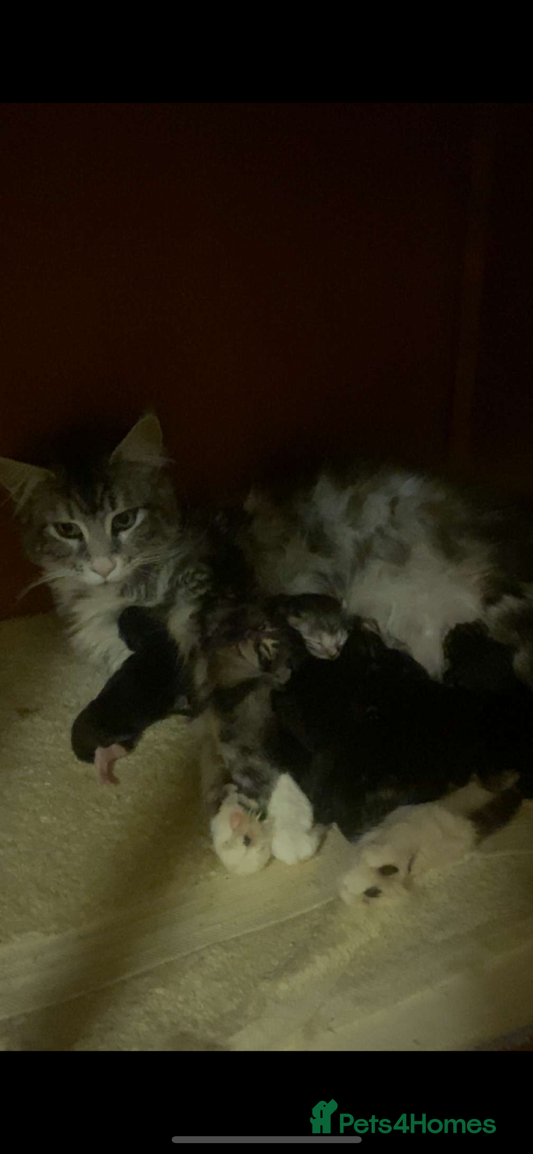 Maine Coon cats for sale: Beautiful Male Mainecoon  - Image 6