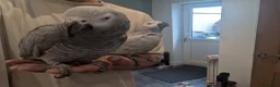 Parrots birds for sale: Pair of extremely tame African grey parrots  - Advert 1