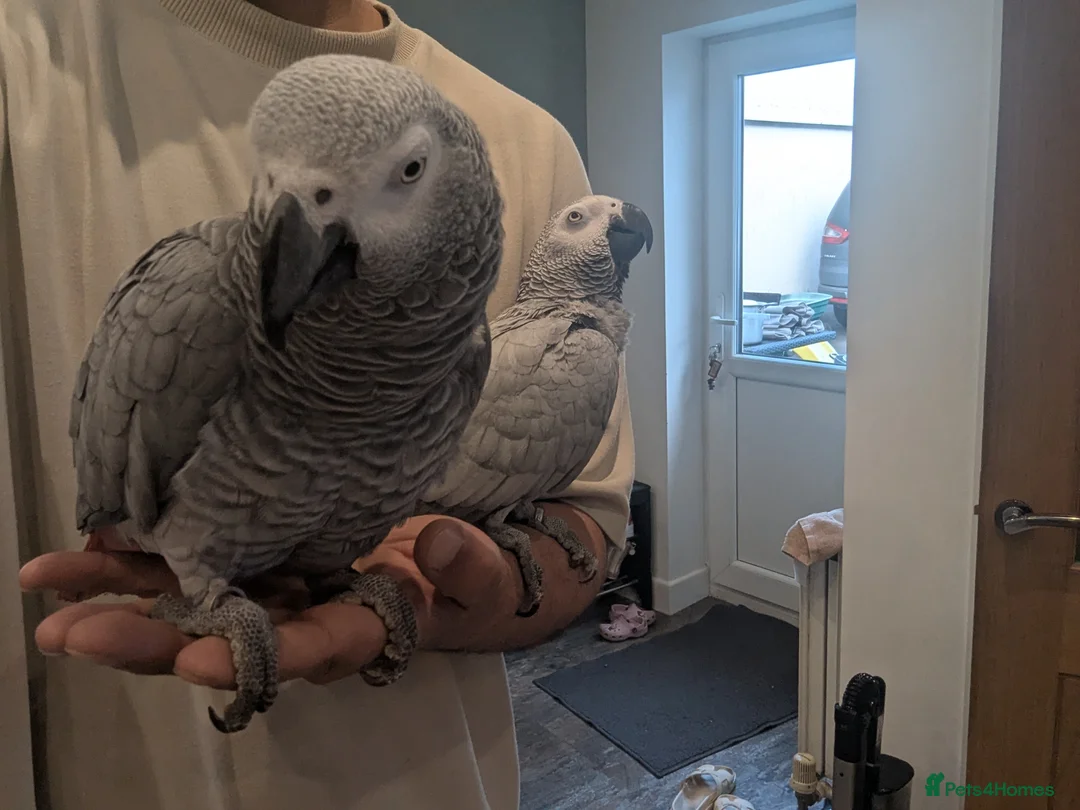Parrots birds for sale: Pair of extremely tame African grey parrots  - Advert 1