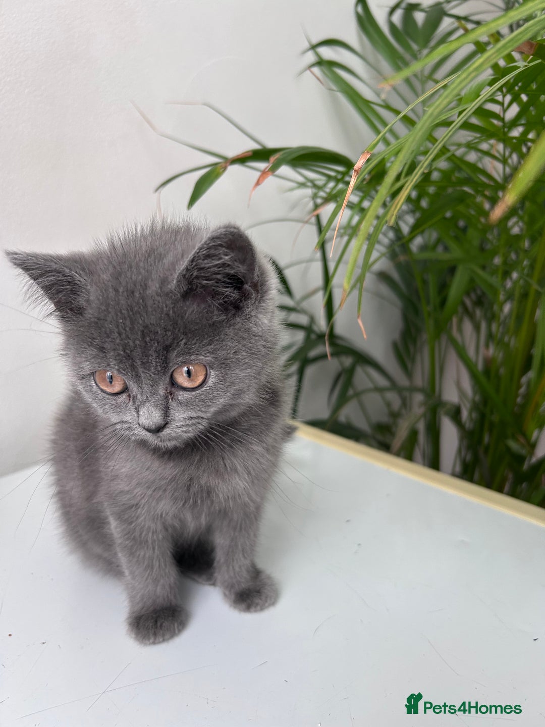 British Shorthair cats for sale: beautiful BSH girl (one girl left)  - Image 15