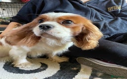 Cavalier King Charles Spaniel dogs for stud: Fully health tested proven Kc reg, multi gen clear in Wrexham - Image 6