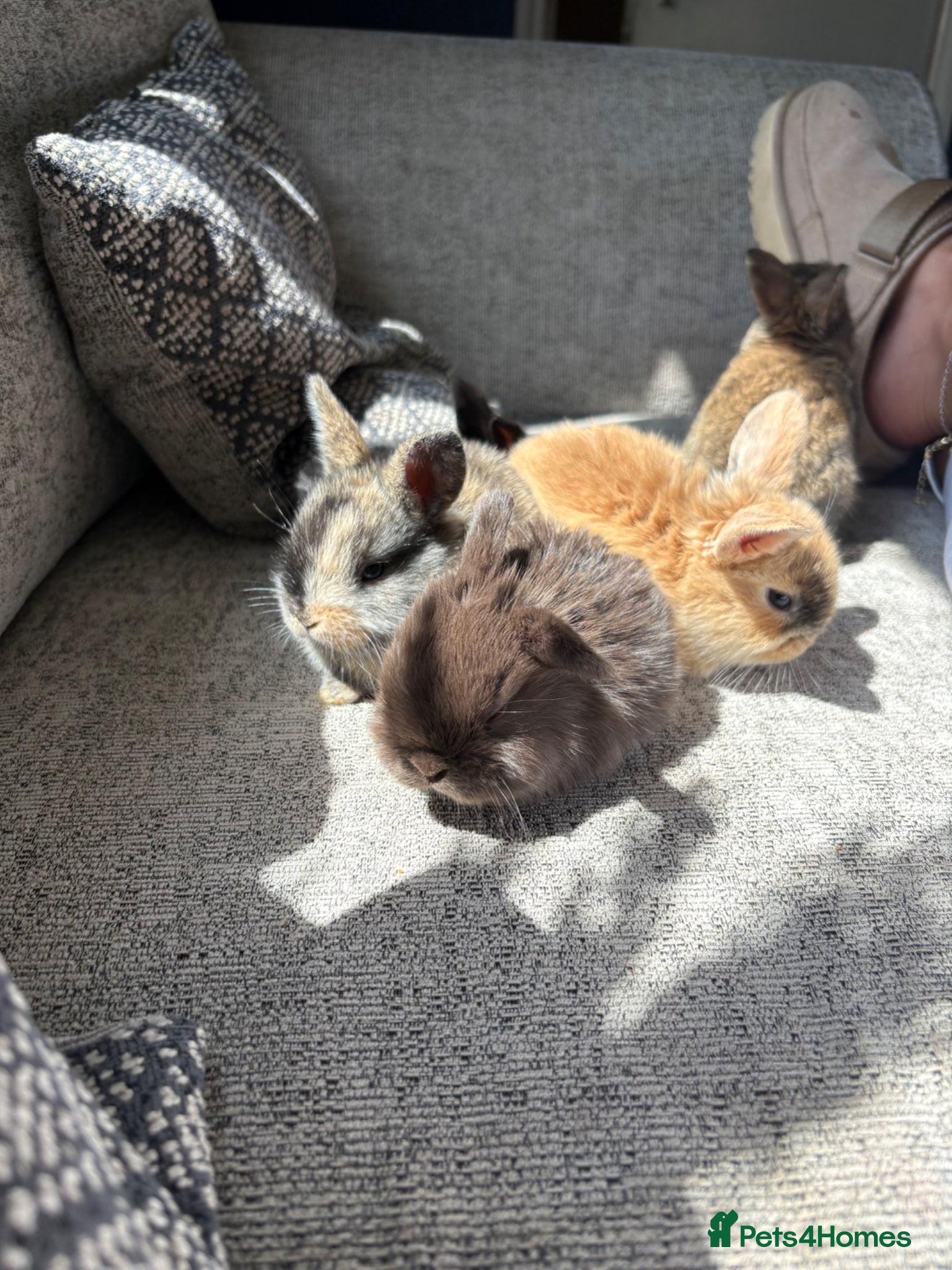 Mini Lop rabbits Baby rabbits  - Advert 18
