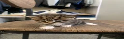 Mixed Breed cats for sale: Garfield  in Hull - Advert 13