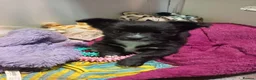 Pomchi dogs for sale: Four amazing looking Pomchi's in Cullompton - Advert 4