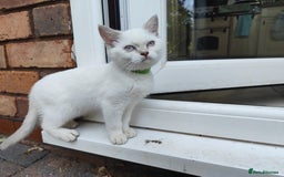 British Shorthair cats for sale: British short hair pure breed - Image 11