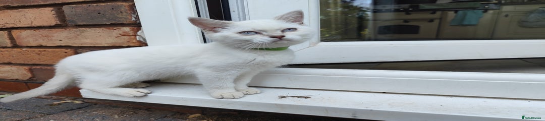 British Shorthair Kitten 2