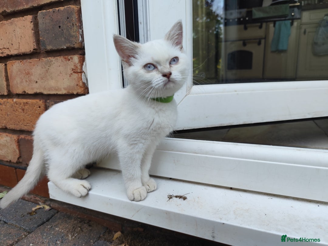 British Shorthair cats for sale: British short hair pure breed - Image 11