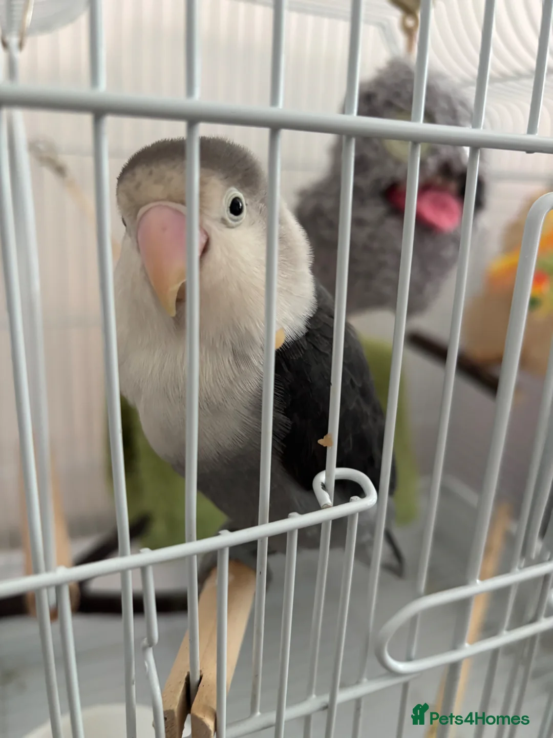 Lovebirds birds for sale: Lovebirds  in Pinner - Advert 5