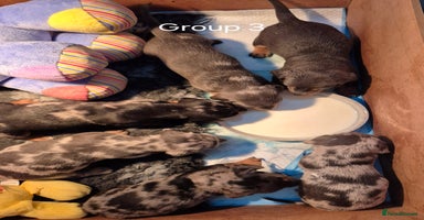 Dachshund dogs - Advert 11
