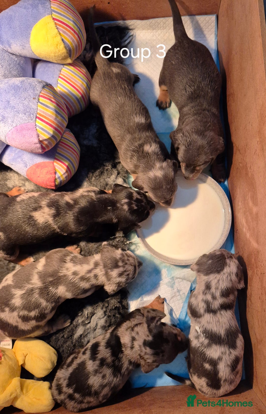 Dachshund dogs for sale: Dachshund Puppies looking for forever homes - Image 3