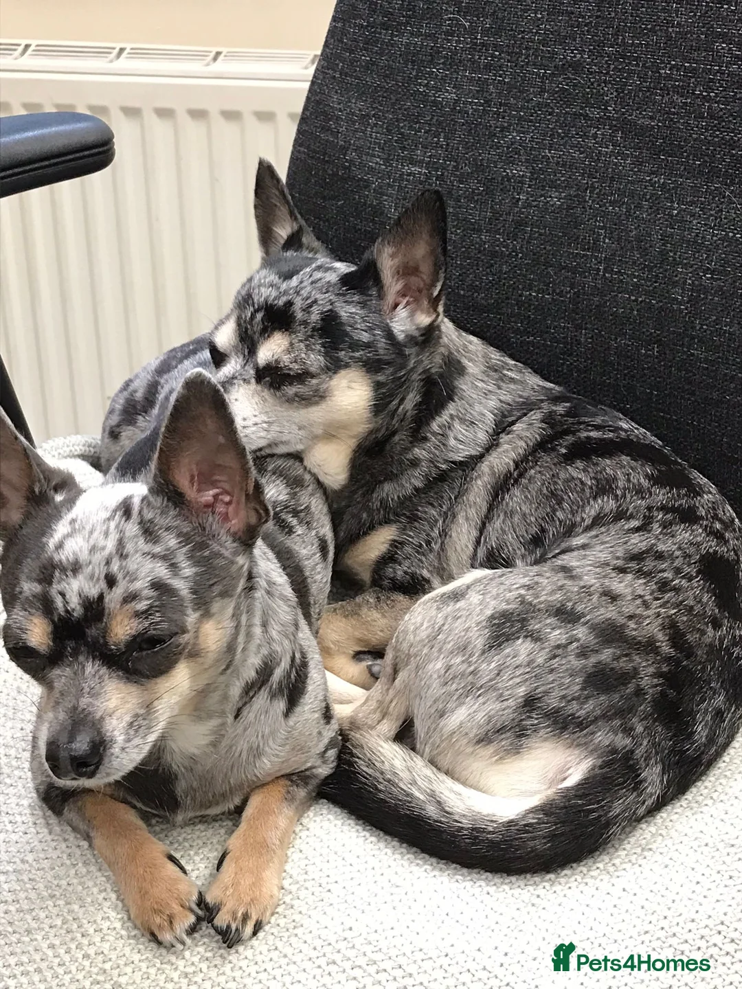 Chihuahua dogs for stud: Stud chihuhua to choose - Advert 4