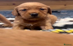 Golden Retriever dogs for sale: Fully health tested kennel club registered puppies - Image 12