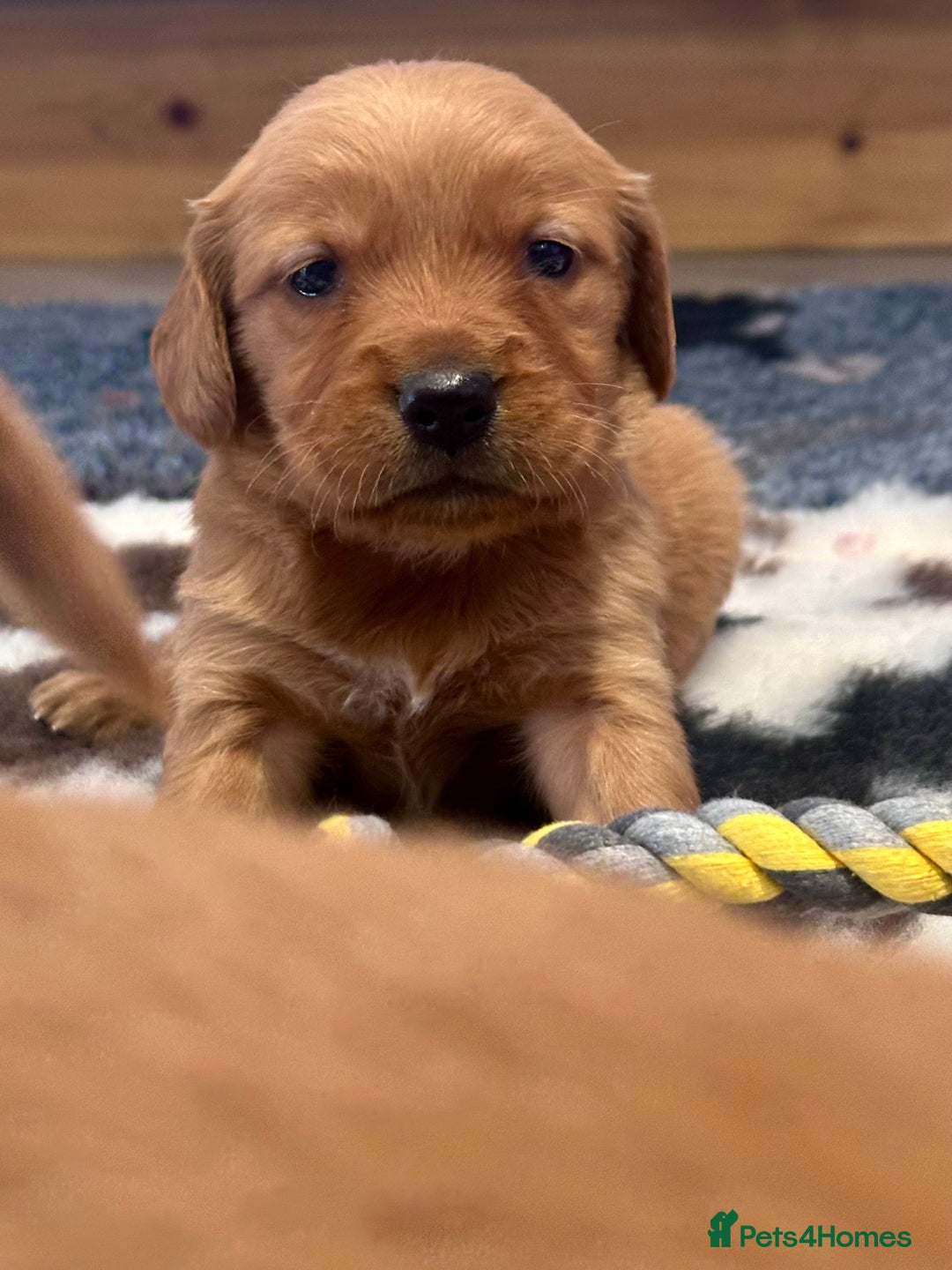 Golden Retriever dogs for sale: Fully health tested kennel club registered puppies - Image 12
